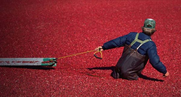 Cranberry harvest in a bog in Carver, Massachusetts
