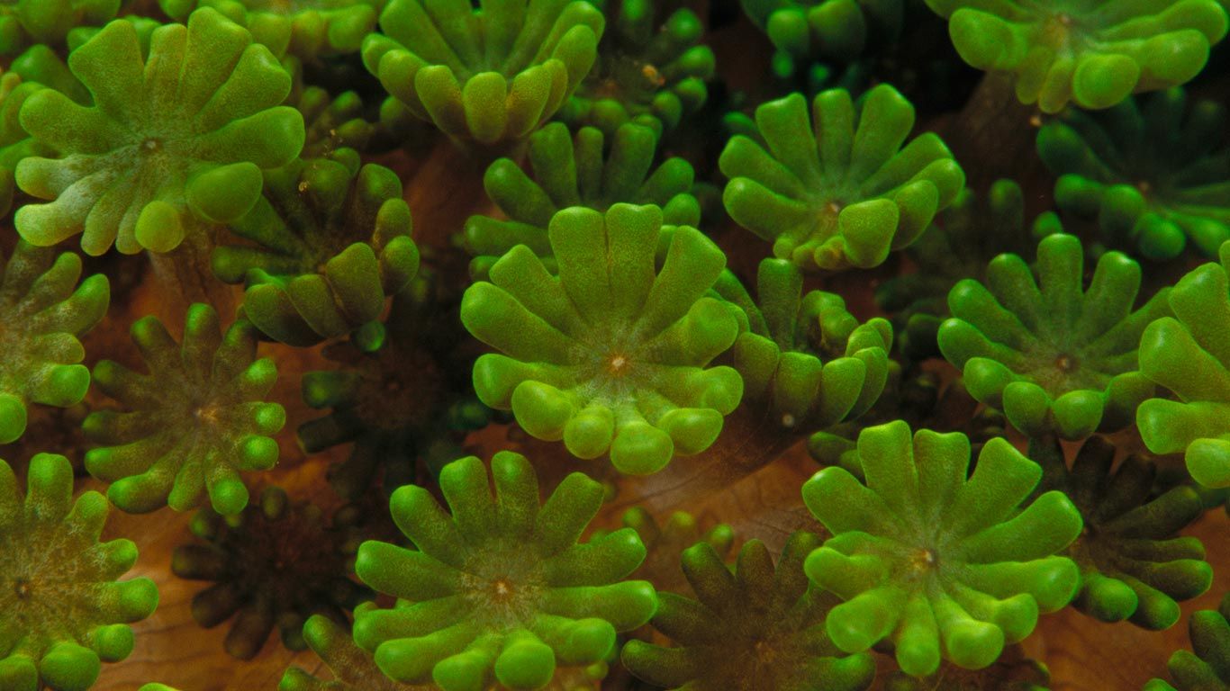 Coral colony detail, Indonesia