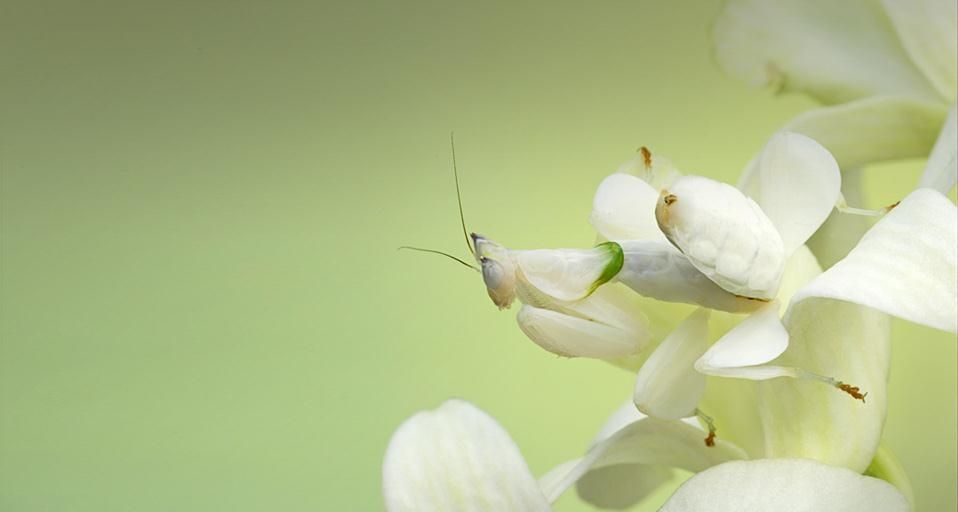 AdultOrchidMantis