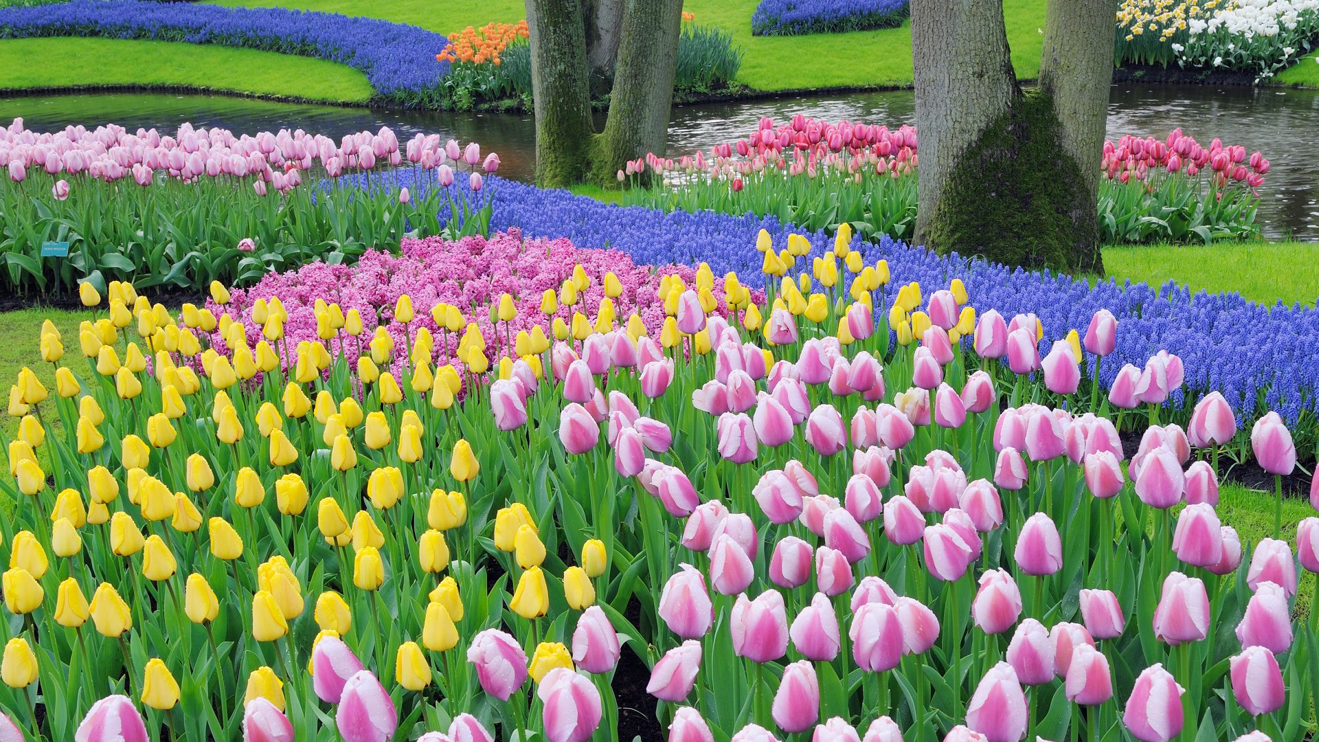 Grape hyacinths and tulips, Keukenhof Gardens, Lisse, Netherlands