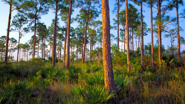Forest hammock of slash pine and saw palmetto, Everglades National Park, Florida, United States
