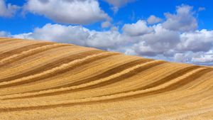 云下的麦田，西班牙巴利亚多利德 (© Carlos Javier García Prieto/EyeEm/Getty Images)(Bing China)