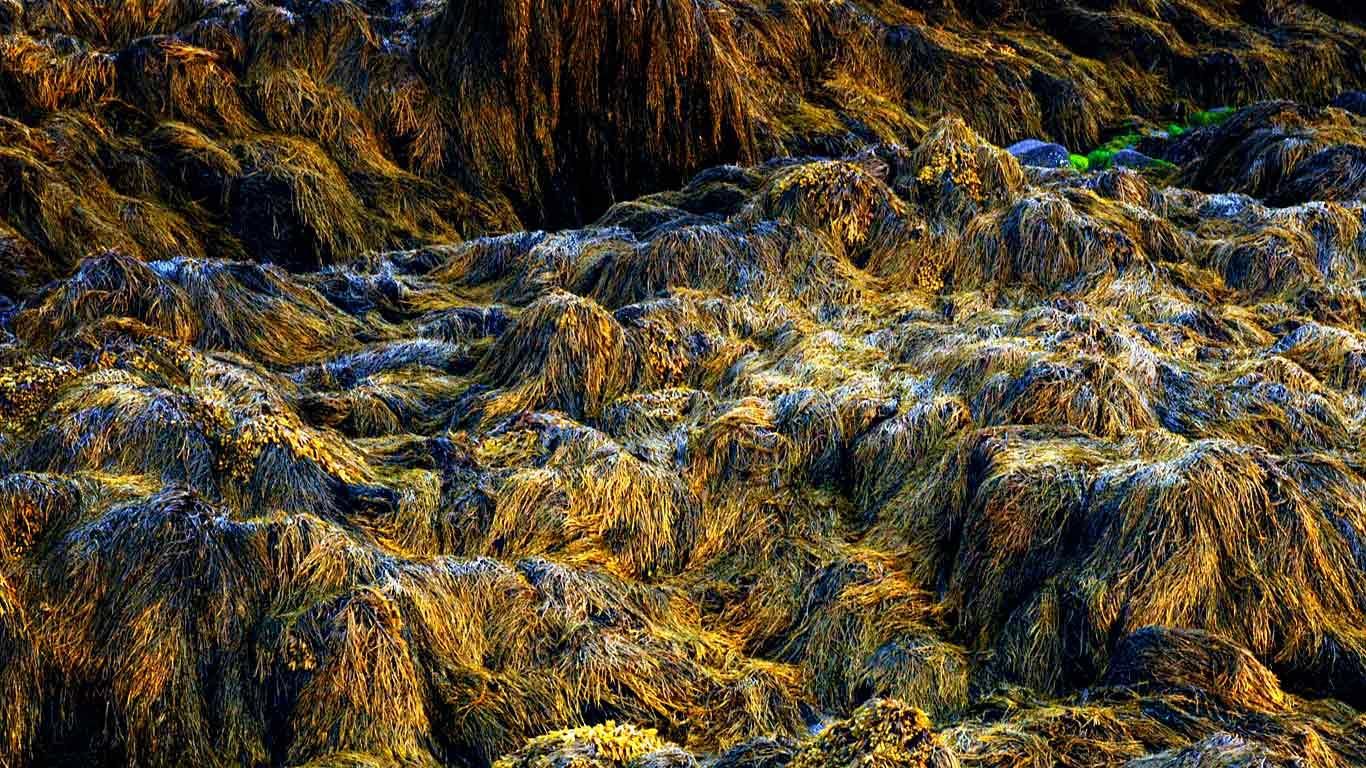 Kelp at low tide, Bay of Fundy, Nova Scotia, Canada