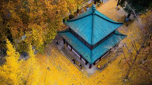玄武湖公园的金色银杏叶，中国南京 (© SIPA Asia/ZUMA Wire/Alamy)(Bing China)