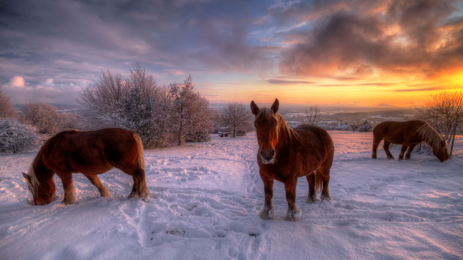Chevaux comtois, Jura, Bourgogne-Franche-Comté, France