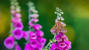 毛地黄上的红天蛾 (© David Chapman/Alamy)(Bing China)