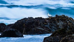 智利奇洛埃岛国家公园，海滩上的白草雁 (© SIME/eStock Photo)(Bing China)