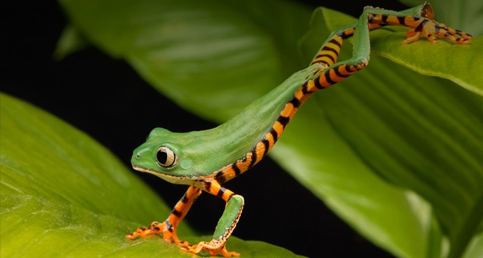 Tiger striped lemur frog stretching on a leaf