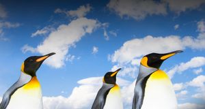 King penguins on beach under a cloud-filled sky - John Eastcott and Yva Momatiuk/Getty Images &copy; (Bing United Kingdom)