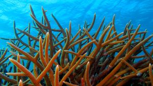 Staghorn coral off the island of Bonaire, Caribbean Netherlands (© blue-sea.cz/Shutterstock)(Bing Australia)