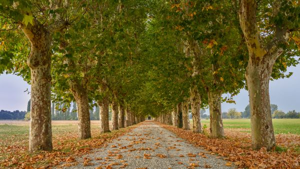 Viale alberato, Pinerolo, Torino, Piemonte