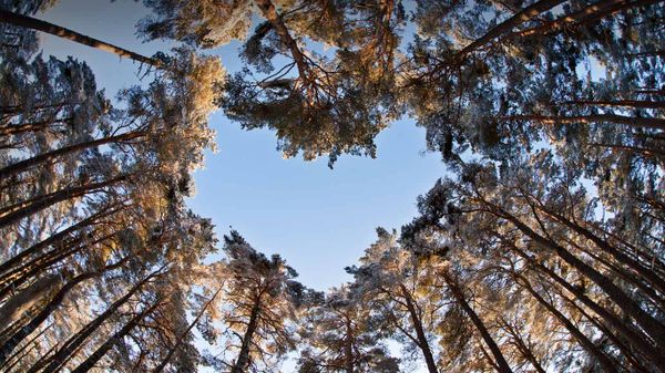 A heart-shaped opening in a canopy of Scots pines to celebrate National Tree Week