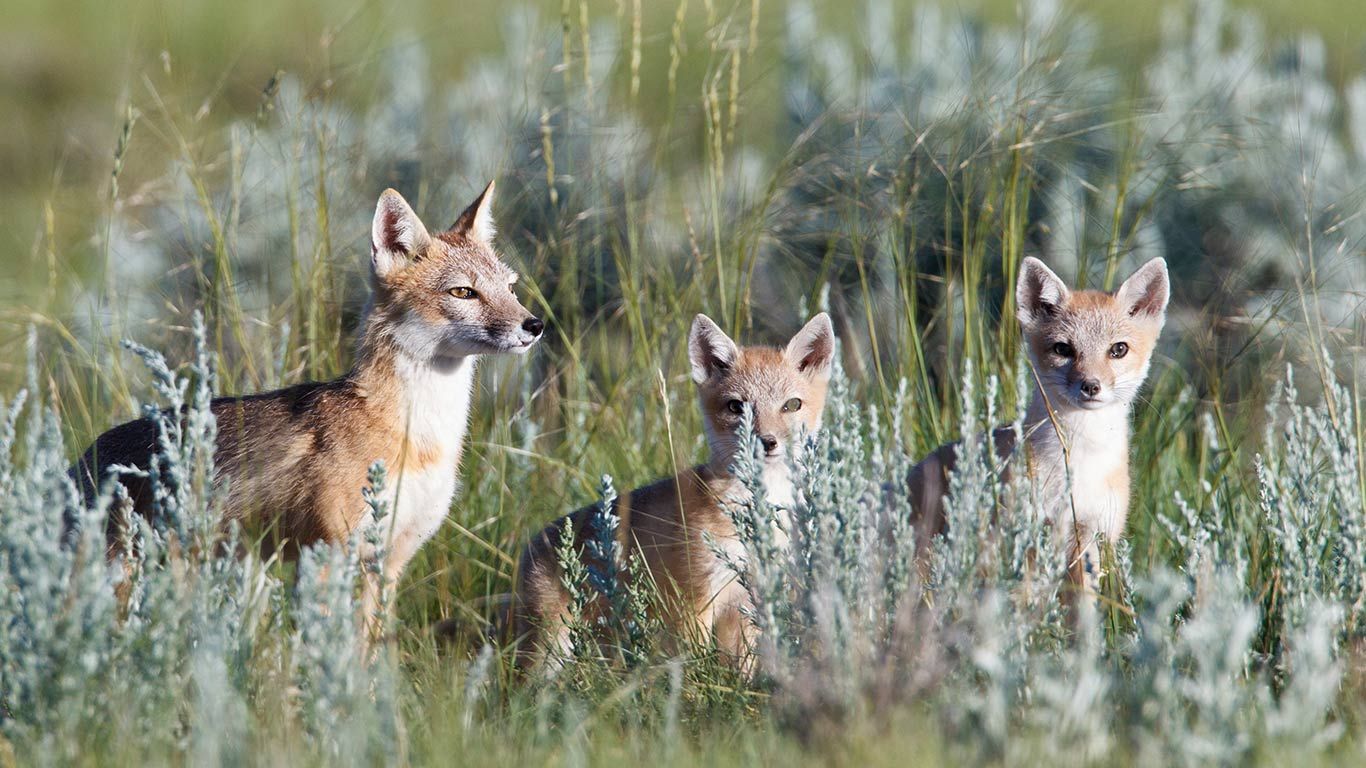 Wild swift fox (vulpes velox) family in the Canadian Prairies