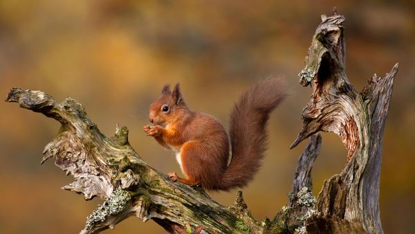 Eurasian red squirrel in the Cairngorms