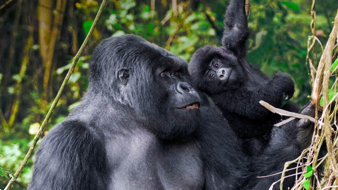 Adult male mountain gorilla and juvenile in Volcanoes National Park, Rwanda