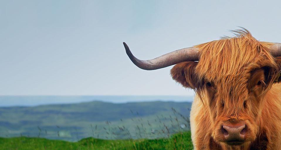 ScottishCow