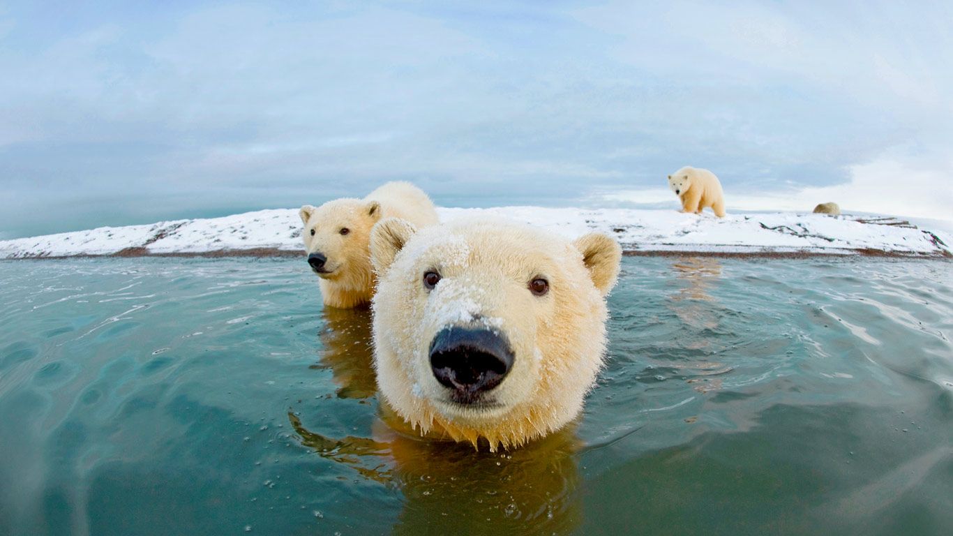 Polar bears, Arctic National Wildlife Refuge, Alaska