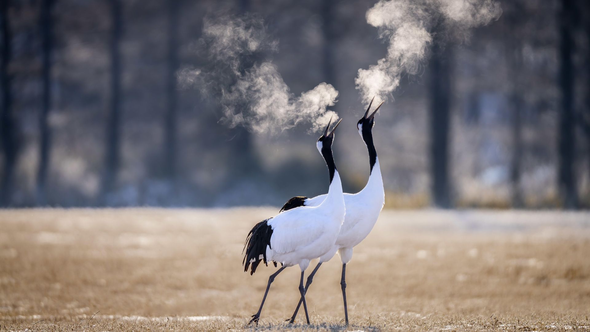 Two red-crowned cranes in Kushiro, Hokkaido, Japan