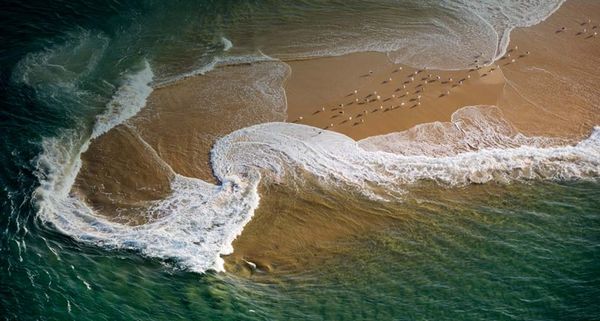 Seagulls on a sandbank in Bassin d'Arcachon, Gironde, France