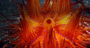 Fire Urchin – Stuart Westmorland/Corbis &copy; (Bing Australia)