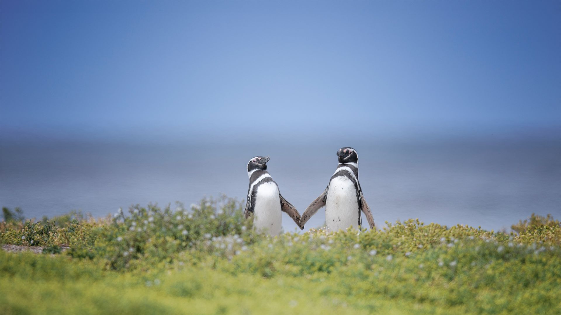 Magellanic penguins in the Falkland Islands