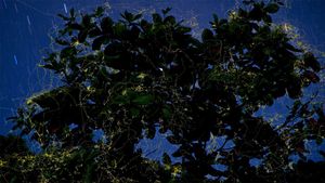 ｢アーモンドの木とホタル｣フィリピン, ルソン島 (© Jurgen Freund/Minden Pictures)(Bing Japan)