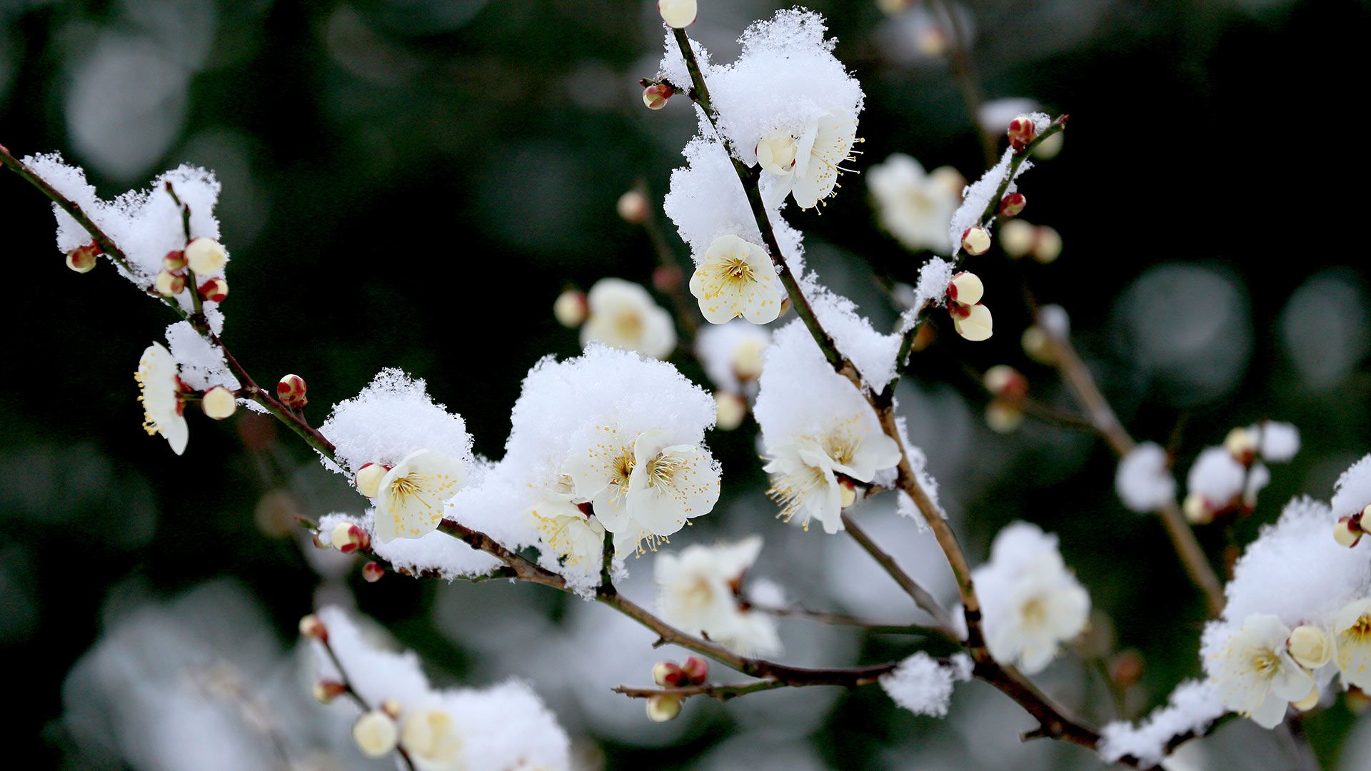 雪中の白梅