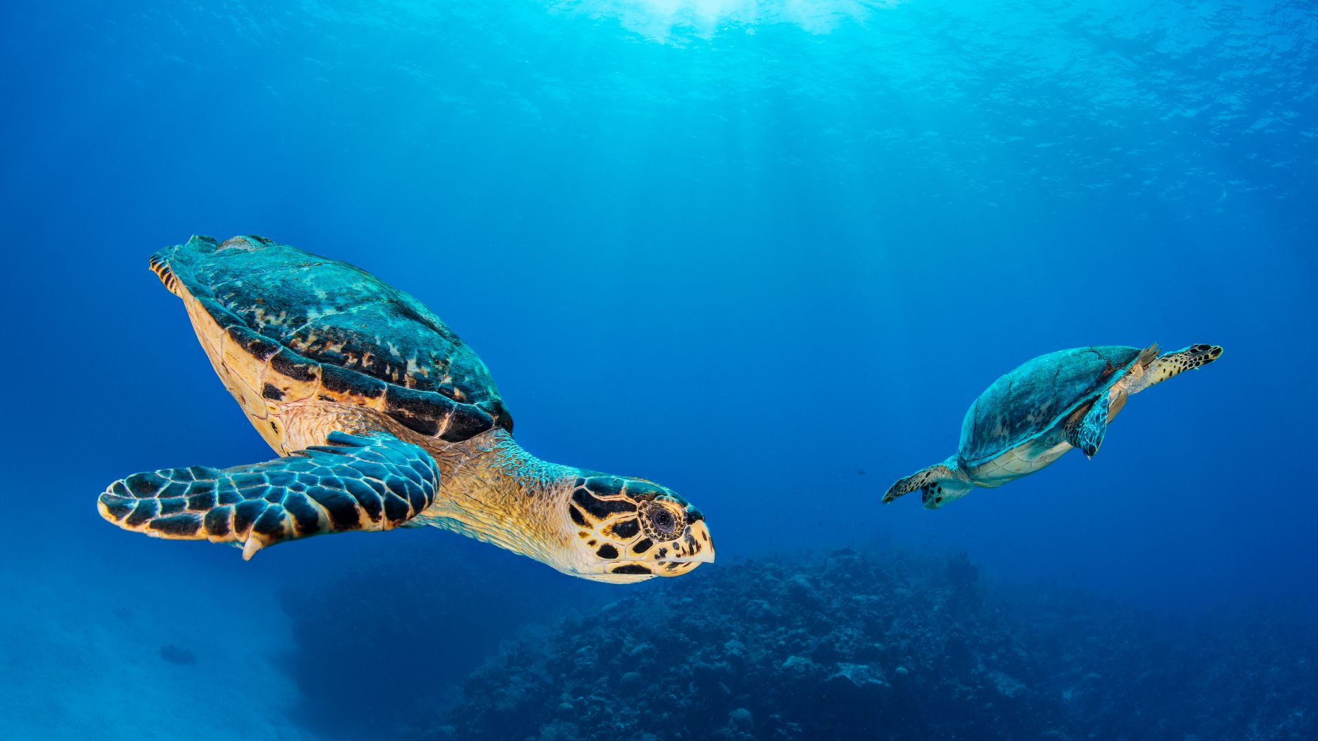 Hawksbill sea turtle pair near Seven Mile Beach, Grand Cayman, Cayman Islands