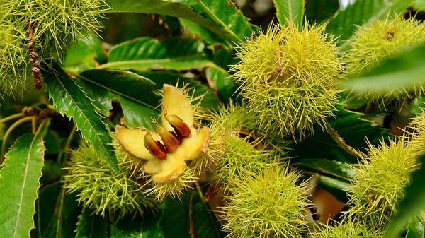 Chestnuts in Middle Franconia, Germany