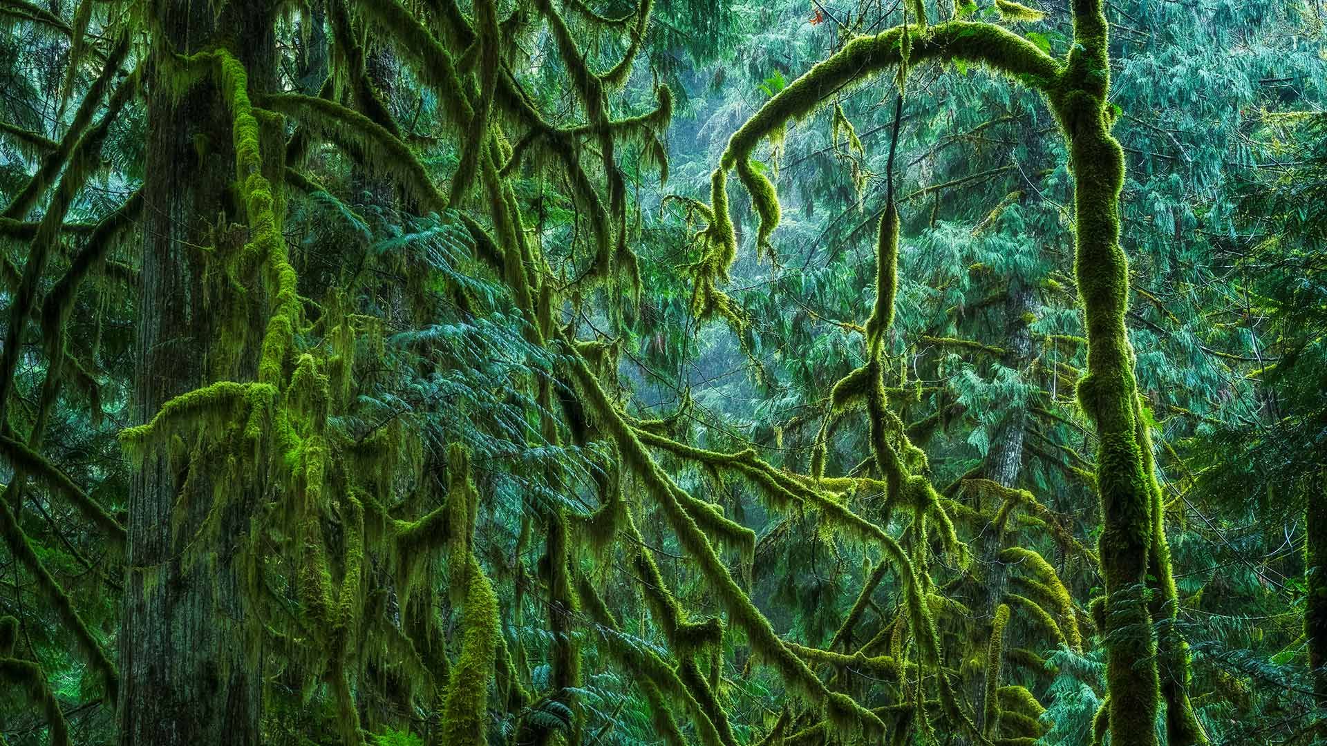 Cathedral Grove in MacMillan Provincial Park, B.C., Canada