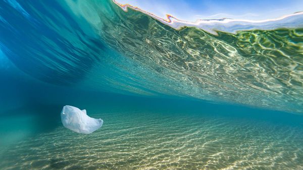 A plastic bag hovers underneath a breaking wave at the beach