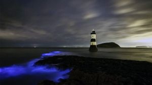 ｢灯台と夜光虫｣イギリス, ウェールズ (© REX/Shutterstock)(Bing Japan)