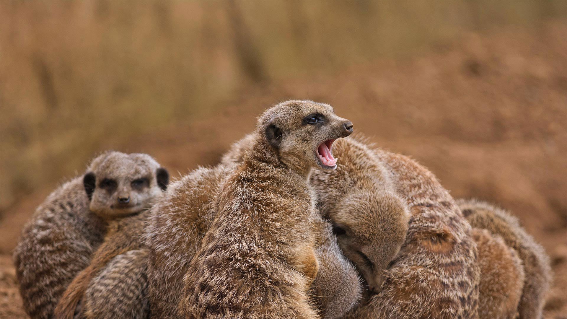 Meerkat family huddling together