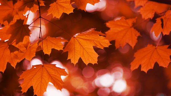 Red maple in fall, Canada