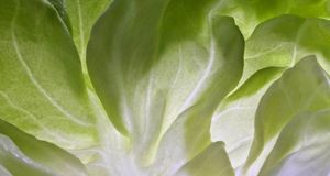 Lettuce leaf (© Sonja Krebs/age fotostock) &copy; (Bing United States)