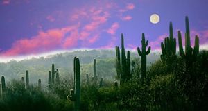 Pleine lune au-dessus du désert de Sonoran dans le parc national de Saguaro, Arizona, États-Unis (© Buddy Mays/Corbis) &copy; (Bing France)