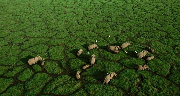 AmboseliLakeElephants