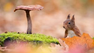 Eurasian red squirrel with toadstool (© Edwin Giesbers/Minden Pictures)(Bing New Zealand)