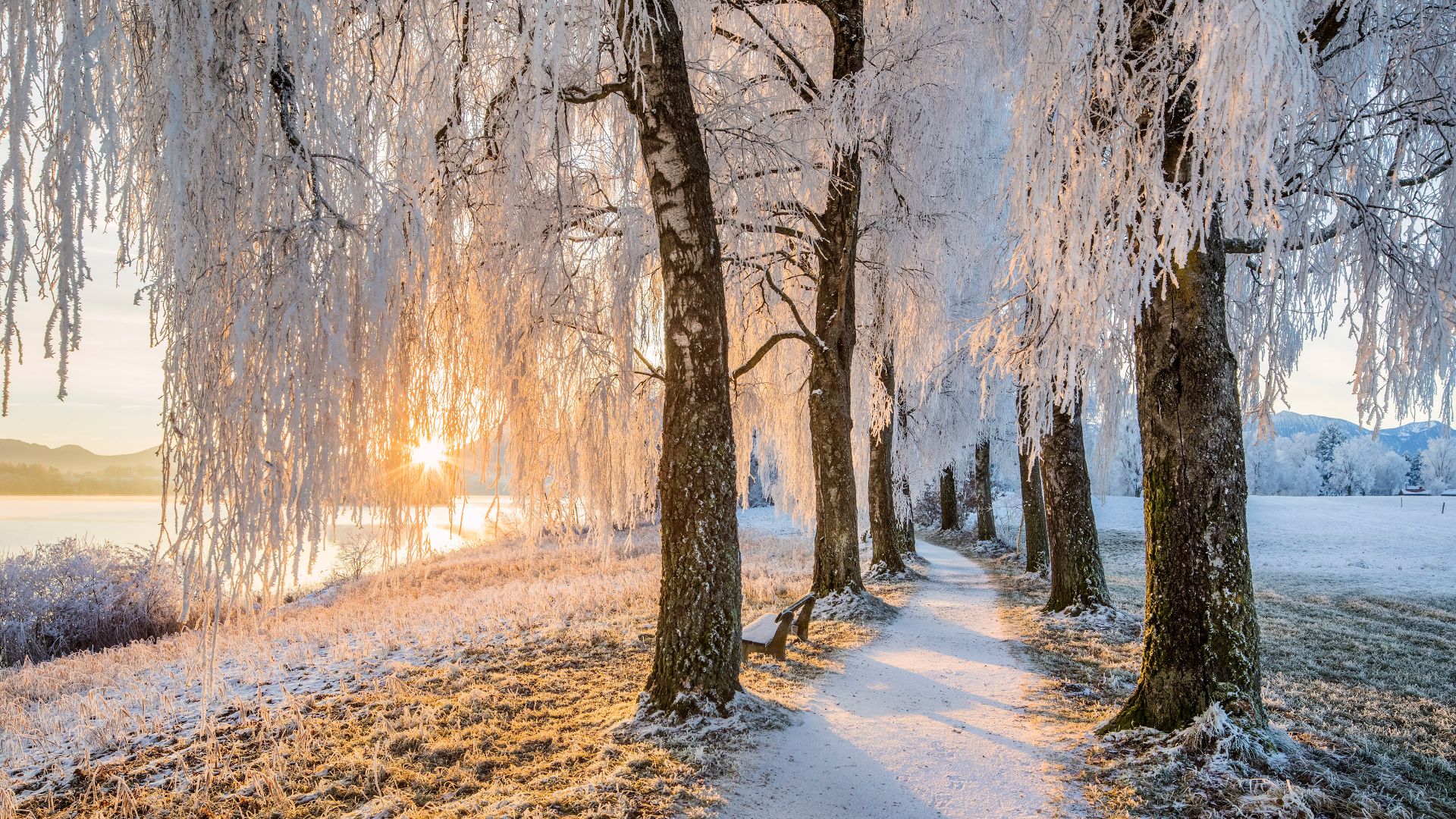 Avenue of birch trees near Uffing am Staffelsee, Bavaria, Germany
