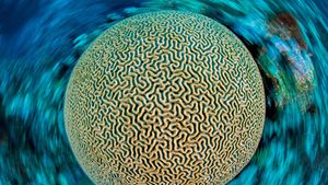 Symmetrical brain coral on a reef in the Caribbean Sea near Grand Cayman, Cayman Islands (© Alex Mustard/Minden Pictures)(Bing United States)