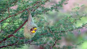 浦那的黄胸织布鸟鸟巢，马哈拉施特拉邦 (© Samyak Kaninde/Alamy Stock Photo)(Bing China)