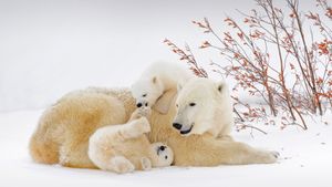 在妈妈身旁玩耍的北极熊宝宝们，加拿大曼尼托巴省 (© Andre Gilden/Minden Pictures)(Bing China)
