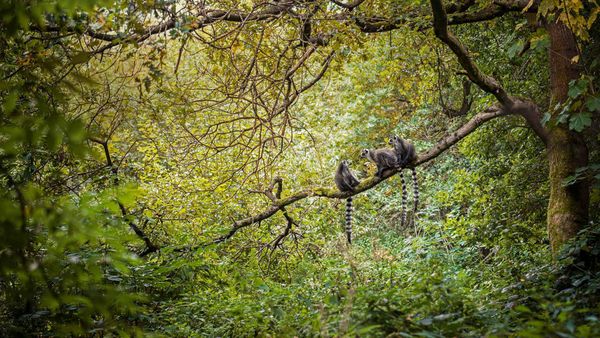 Ring-tailed lemurs in Madagascar