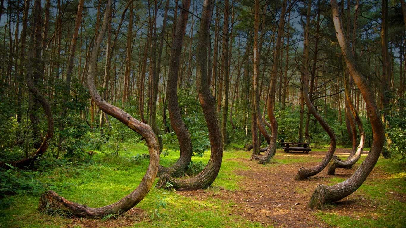 Crooked forest, Poland