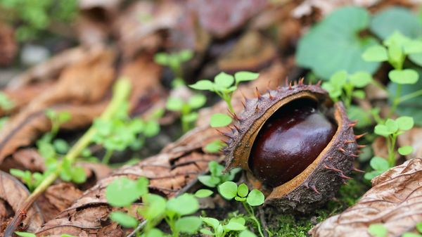 A conker on dry autumn leaves