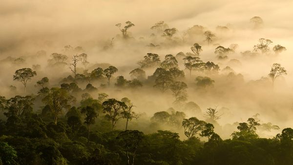 Mist over lowland rainforest, Danum Valley, Sabah, Borneo, Malaysia