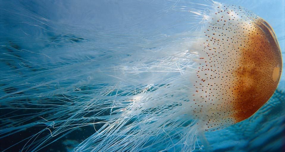 Jellyfish