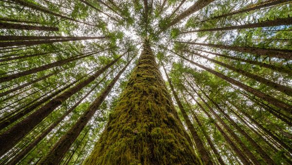 Moss-covered trees and ferns in a rainforest along Nile Creek, near Campbell River, B.C.