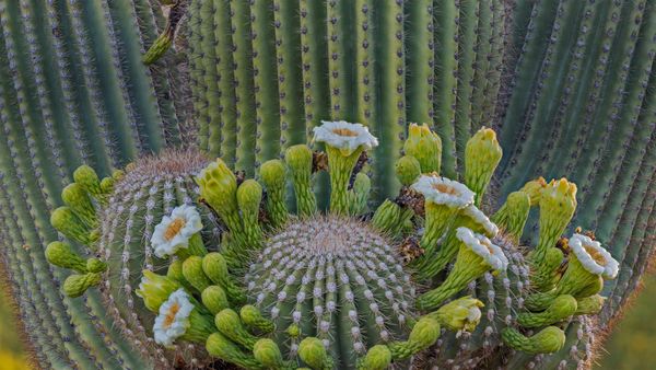 Saguaro cactus flowers, Coronado National Forest, Arizona, USA