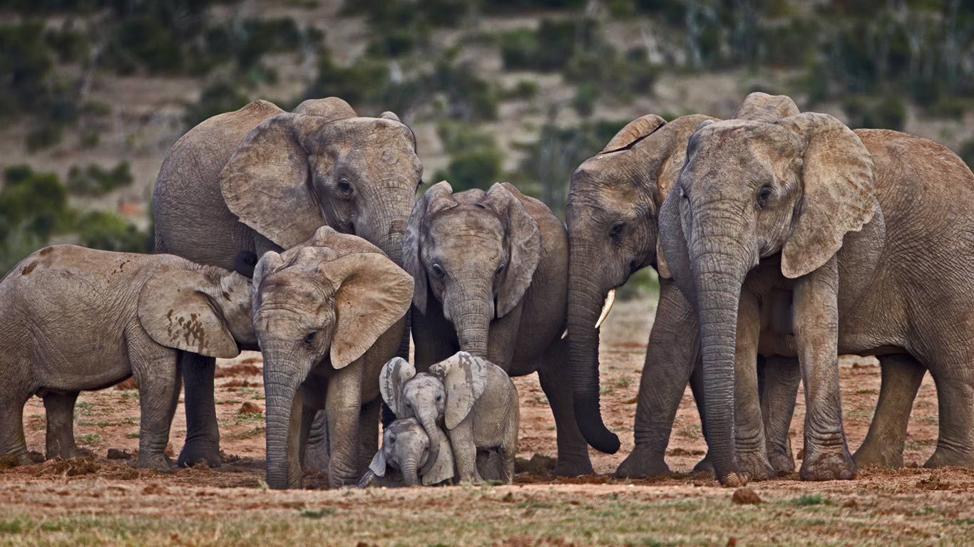 African elephants